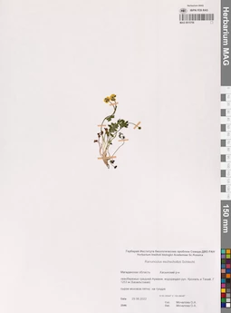 MAG 0015756
