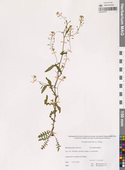 MAG 0015757