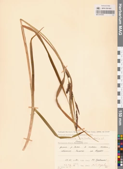 MAG 0016365