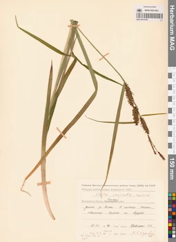 MAG 0016366