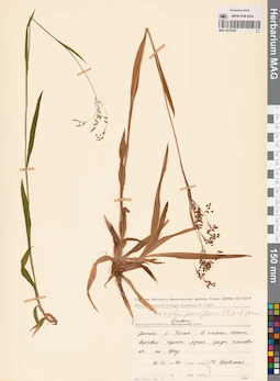 MAG 0016367