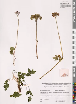 MAG 0014620