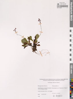MAG 0015688