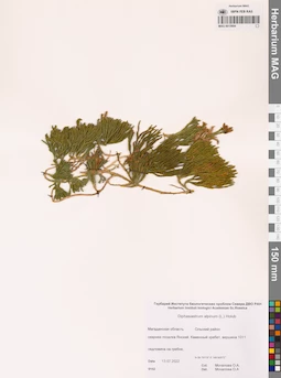 MAG 0015694