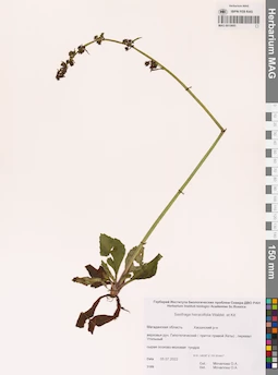 MAG 0015695