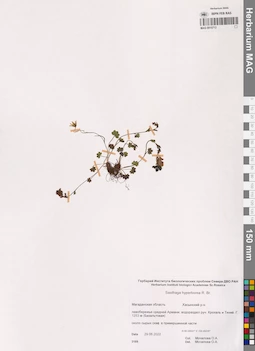 MAG 0015713