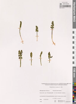 MAG 0015732