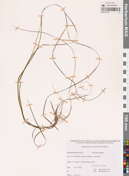 MAG 0015752