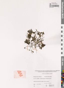 MAG 0015764