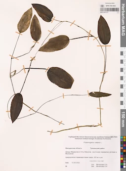 MAG 0015773