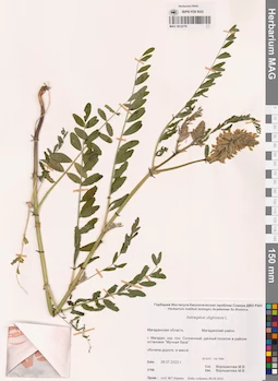 MAG 0015776