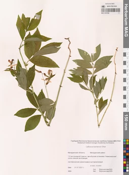 MAG 0015780