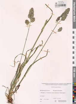 MAG 0015781