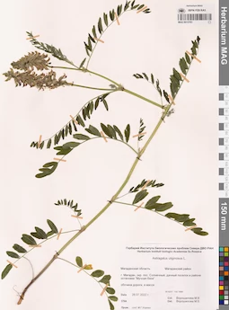 MAG 0015783