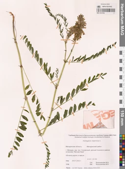 MAG 0015784