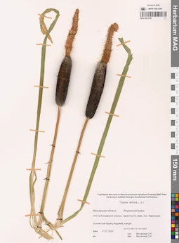 MAG 0015795
