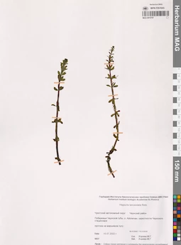 MAG 0015797