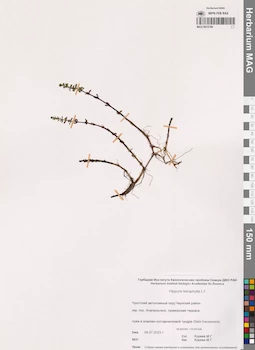 MAG 0015799