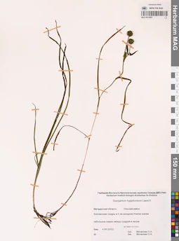 MAG 0015805
