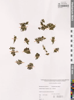 MAG 0015821