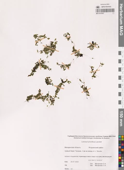 MAG 0015822