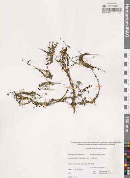 MAG 0015823