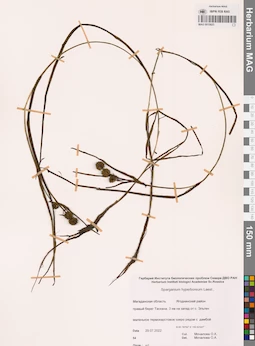 MAG 0015825