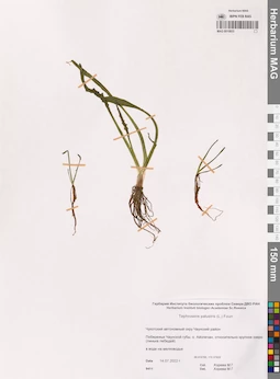 MAG 0015833