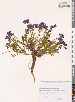 MAG 0015838