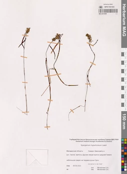 MAG 0014594