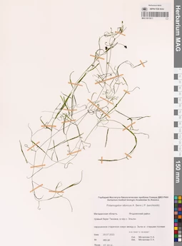 MAG 0015811