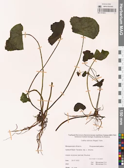 MAG 0015812