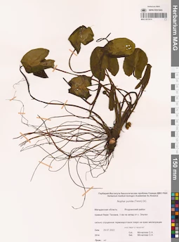 MAG 0015814