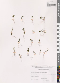 MAG 0015840