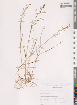 MAG 0015867