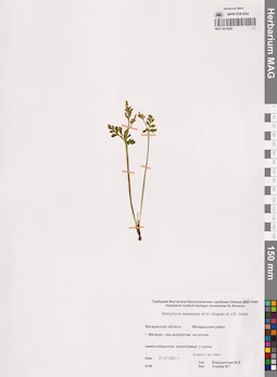 MAG 0015540