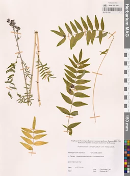 MAG 0015541