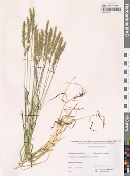 MAG 0015543