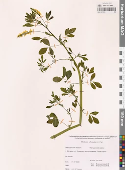 MAG 0015545