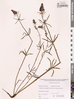MAG 0015546