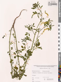 MAG 0015557