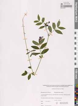 MAG 0015559