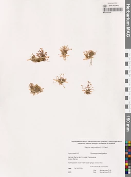 MAG 0015630