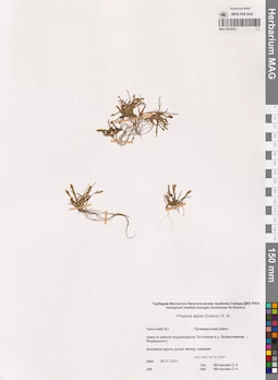 MAG 0015633