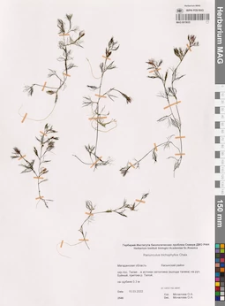 MAG 0015635
