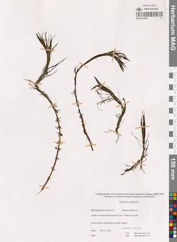 MAG 0015638