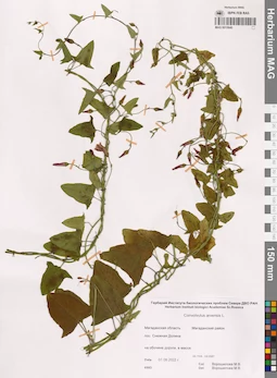 MAG 0015640