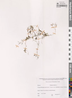 MAG 0015851