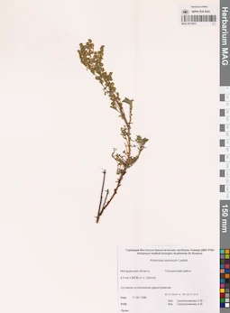 MAG 0015853