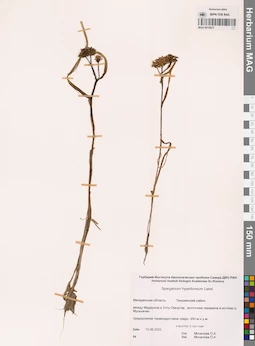 MAG 0015873